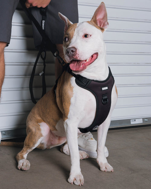 Dixxon Mesh Dog Harness - Black