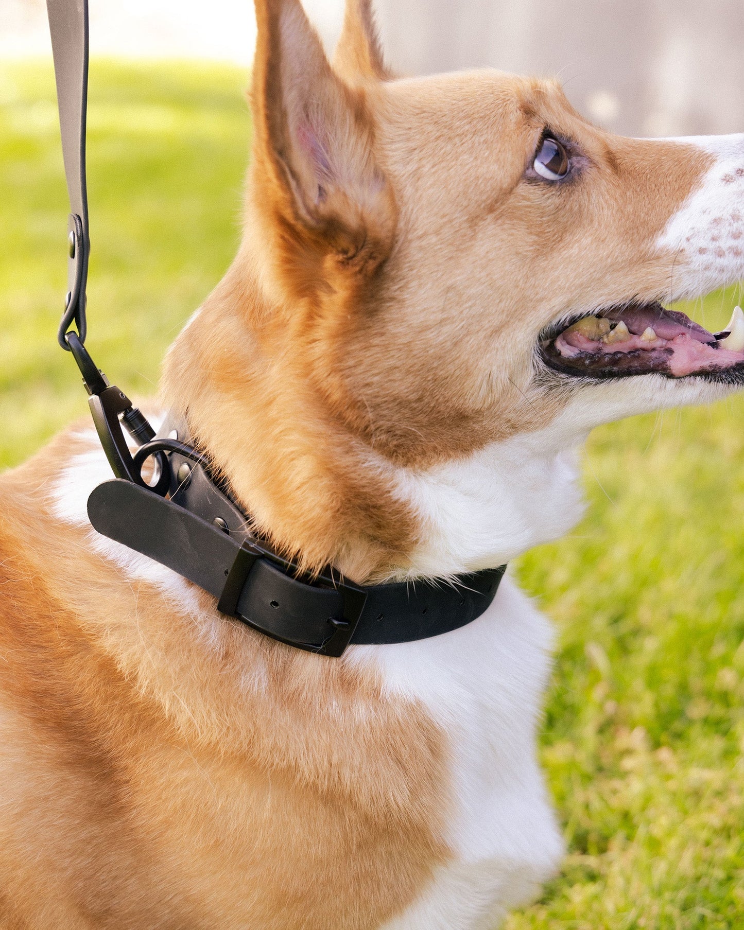 Dixxon Rubber Dog Collar - Black