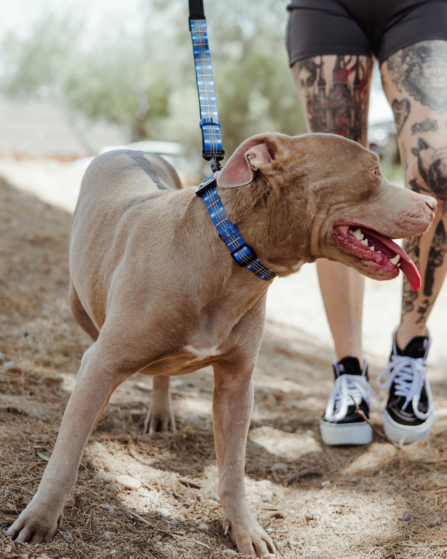 Polyester Dog Collar - Aruba